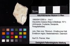 Foto (Objket + Etiketten) von Discutiolira moesica (Muţiu & Bădăluţă, 1971) 